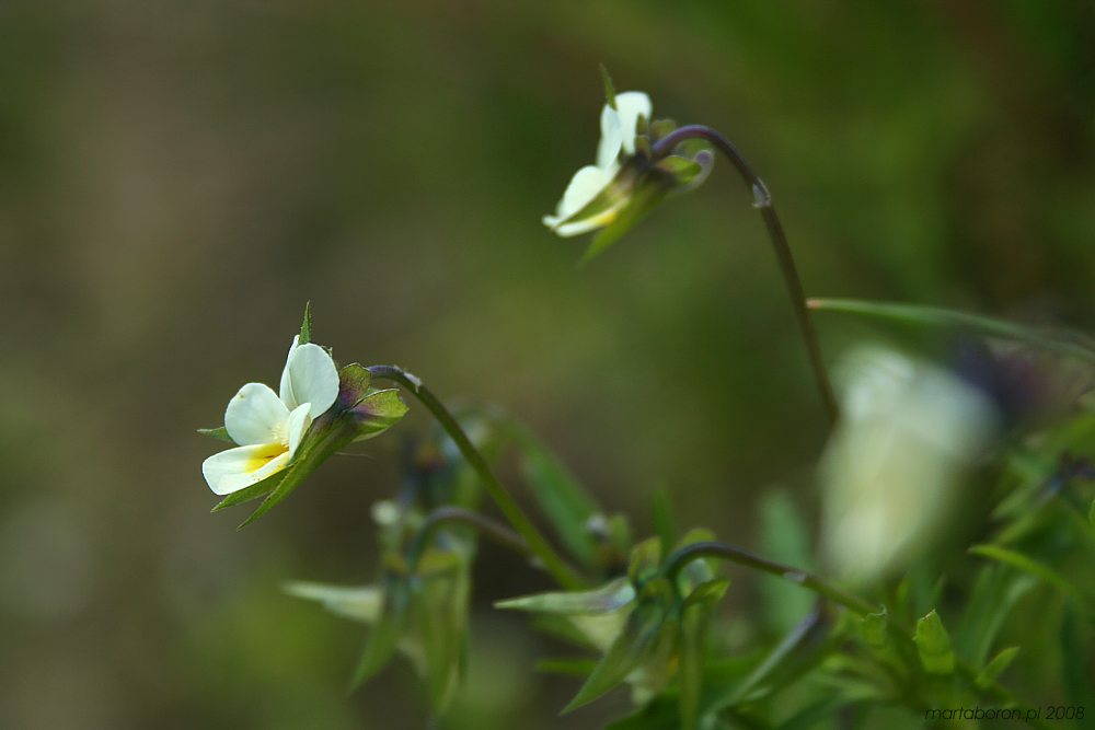 Fiołek trójbarwny
[i]Viola tricolor[/i]
Słowa kluczowe: kwiat,biały