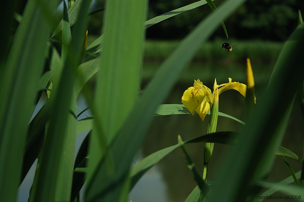 Kosaciec żółty z trzmielem ziemnym
[i]Iris pseudacorus et Bombus terrestris[/i]
Słowa kluczowe: kwiat,żółty,owad