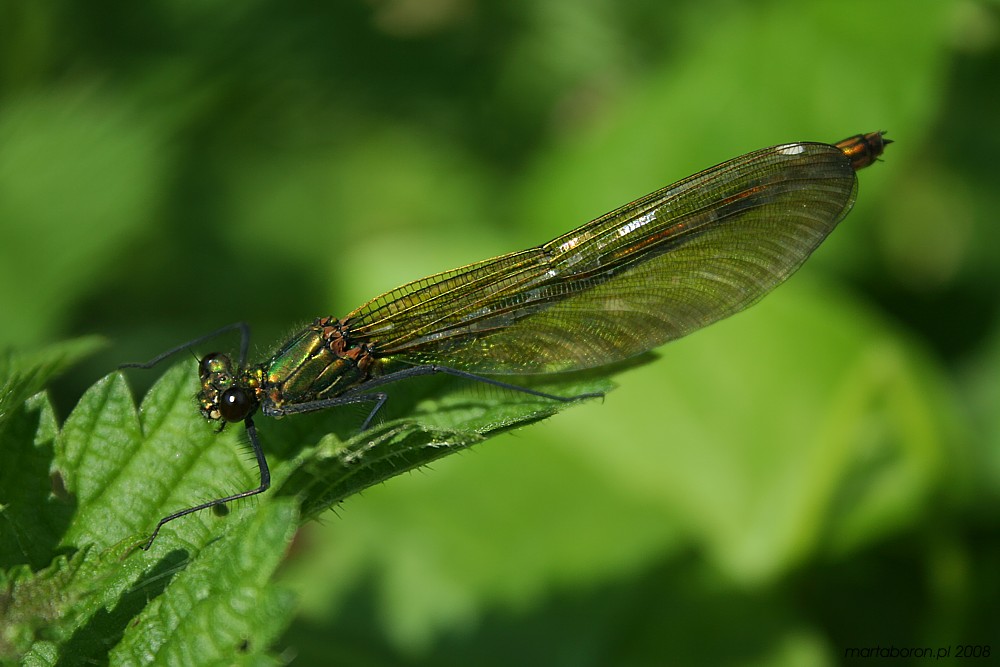 Świtezianka błyszcąca, samica
[i]Calopteryx splendens[/i]
Słowa kluczowe: owad,ważka,zielony