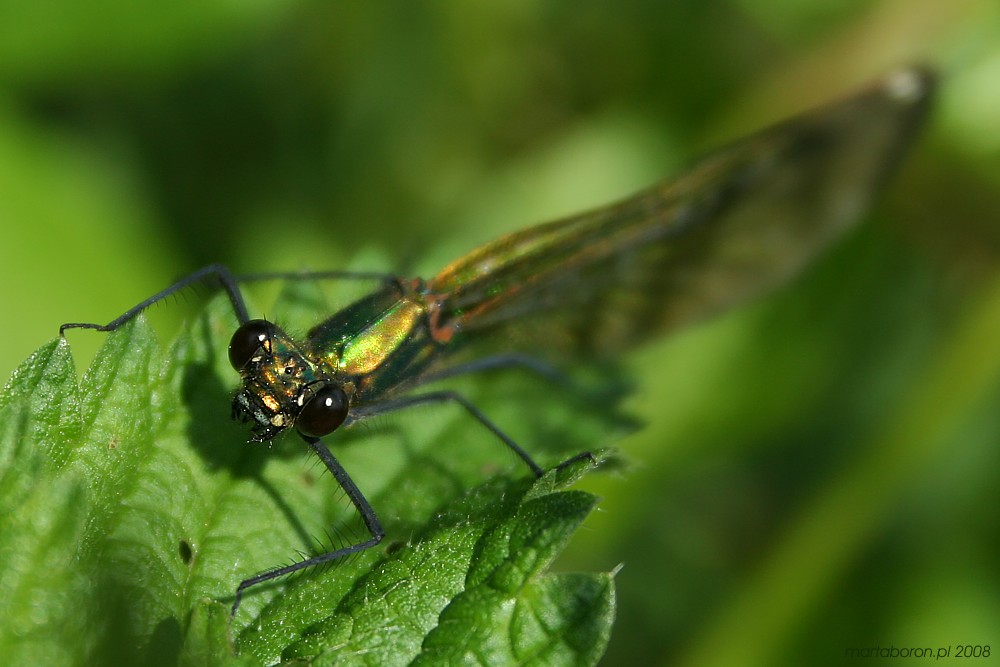 Świtezianka błyszcąca, samica
[i]Calopteryx splendens[/i]
Słowa kluczowe: owad,ważka,zielony