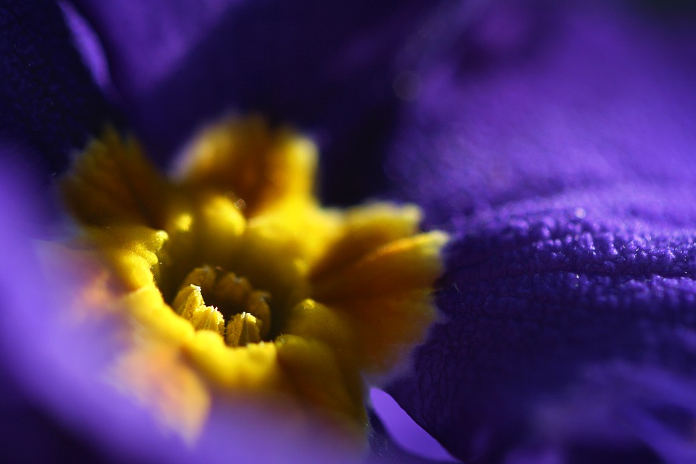Pierwiosnek
[i]Primula sp.[/i]
Słowa kluczowe: kwiat,niebieski