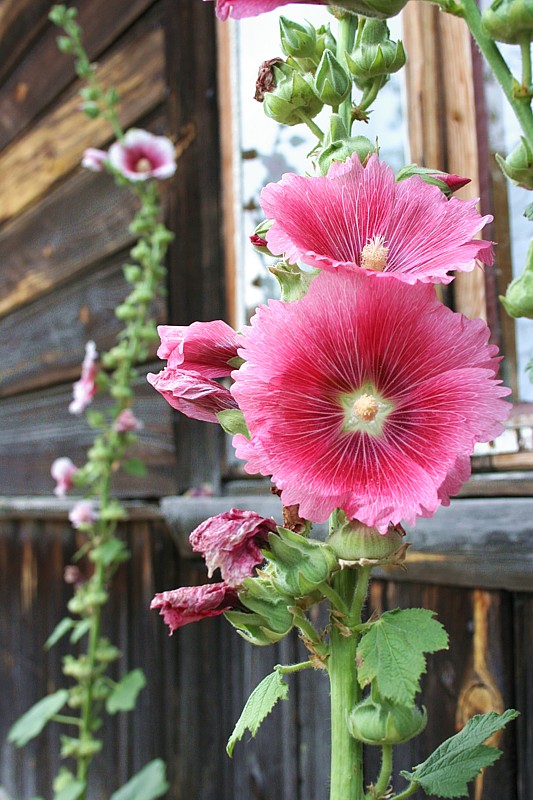Malwa różowa
[i]Alcea rosea[/i]   
Wigierski Park Narodowy, 2006
Słowa kluczowe: kwiat,fioletowy