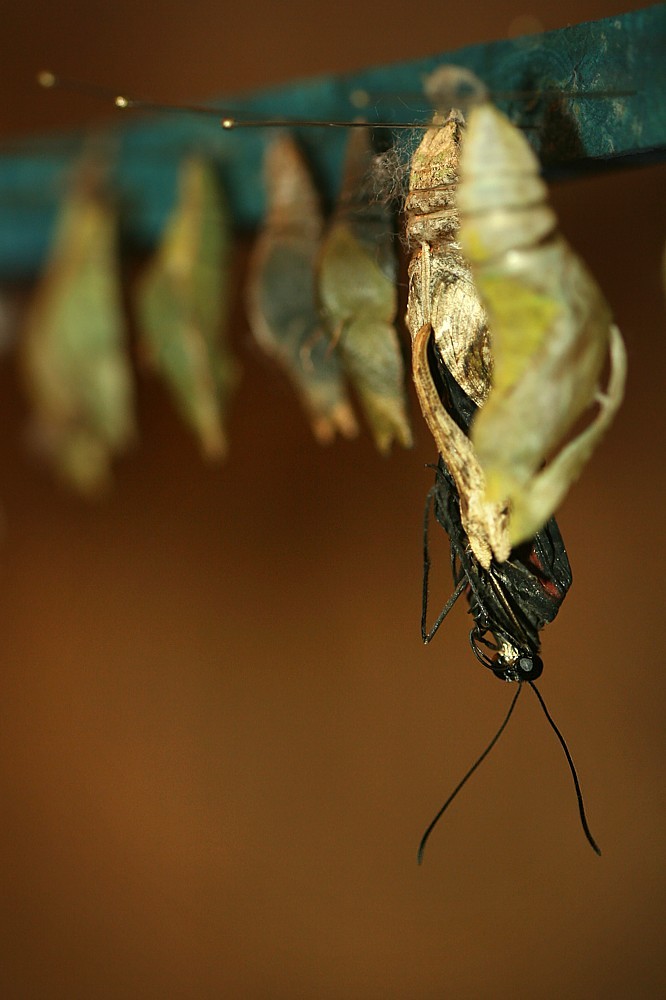 Narodziny motyla
Motylarnia, ZOO Wrocław
Słowa kluczowe: owad,motyl