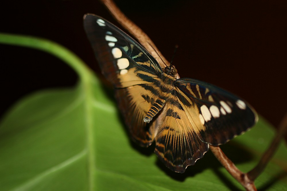 [i]Parthenos sylvia[/i]
Motylarnia, ZOO Wrocław
Słowa kluczowe: owad,motyl