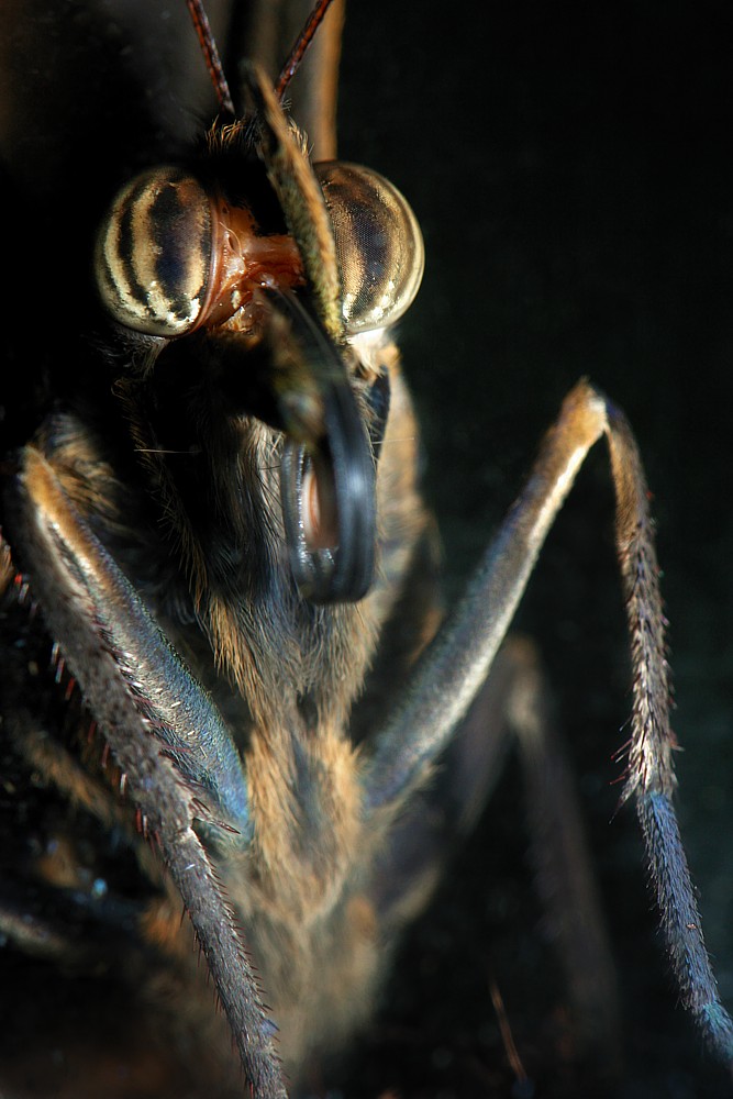 Kaligo sowi
[i]Caligo memnon[/i]
Motylarnia, ZOO Wrocław
Słowa kluczowe: owad,motyl