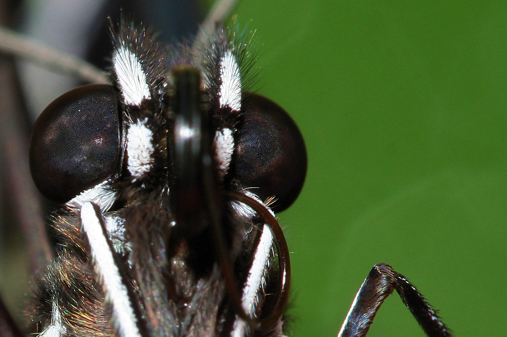Czarne oczy
[i]Heliconius sp.[/i]
Motylarnia, ZOO Wrocław
Słowa kluczowe: owad,motyl