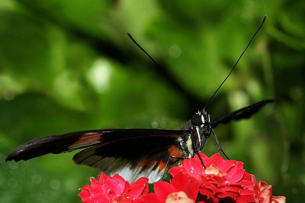 Kwietne lądowisko
[i]Heliconius sp.[/i]
Motylarnia, ZOO Wrocław
Słowa kluczowe: owad,motyl