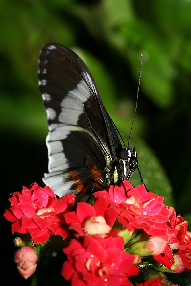 Kwietne lądowisko
[i]Heliconius sp.[/i]
Motylarnia, ZOO Wrocław
Słowa kluczowe: owad,motyl