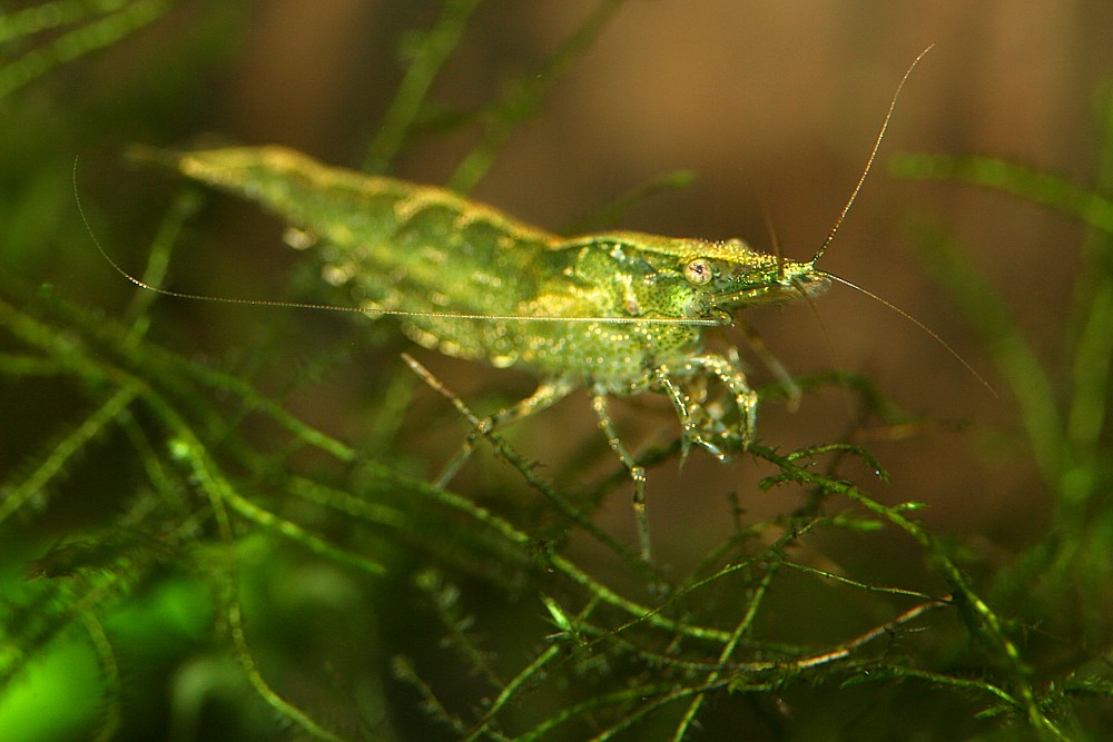 Dark Green Shrimp
[i] Caridina sp[/i]
Akwarium, ZOO Wrocław
Słowa kluczowe: ryba