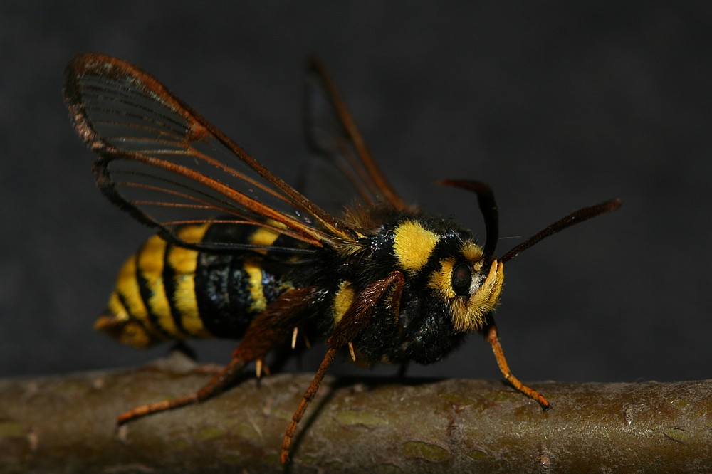 Przeziernik osowiec
[i]Sesia apiformis[/i]
Motyl udający osę
Słowa kluczowe: owad,motyl