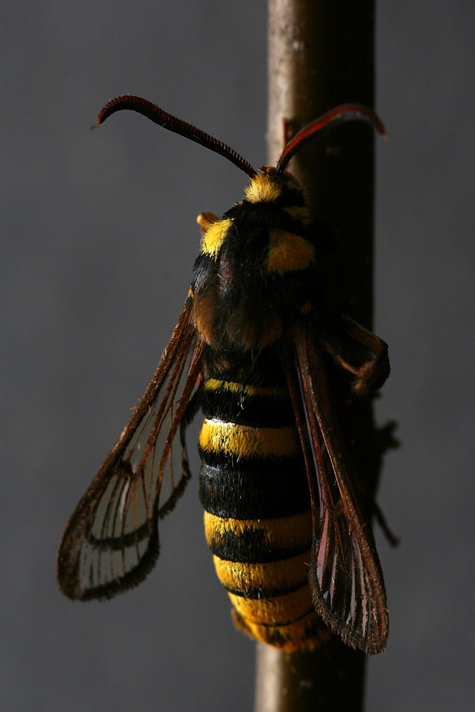 Przeziernik osowiec
[i]Sesia apiformis[/i]
Słowa kluczowe: owad,motyl