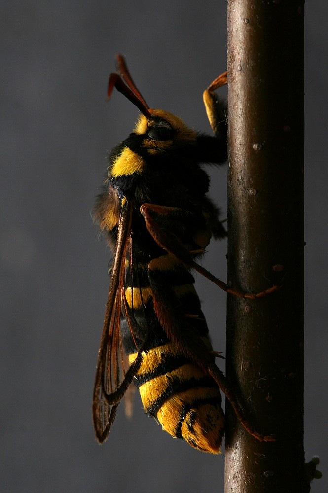 Przeziernik osowiec
[i]Sesia apiformis[/i]
Słowa kluczowe: owad,motyl