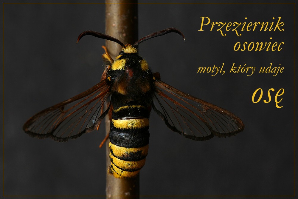 Przeziernik osowiec
[i]Sesia apiformis[/i]
Słowa kluczowe: owad,motyl