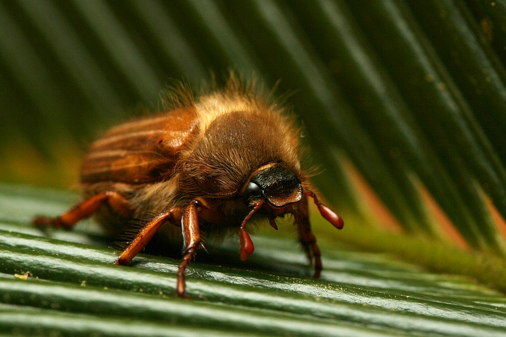 Guniak czerwczyk
[i]Amphimallon solstitiale[/i]
Słowa kluczowe: owad,chrząszcz
