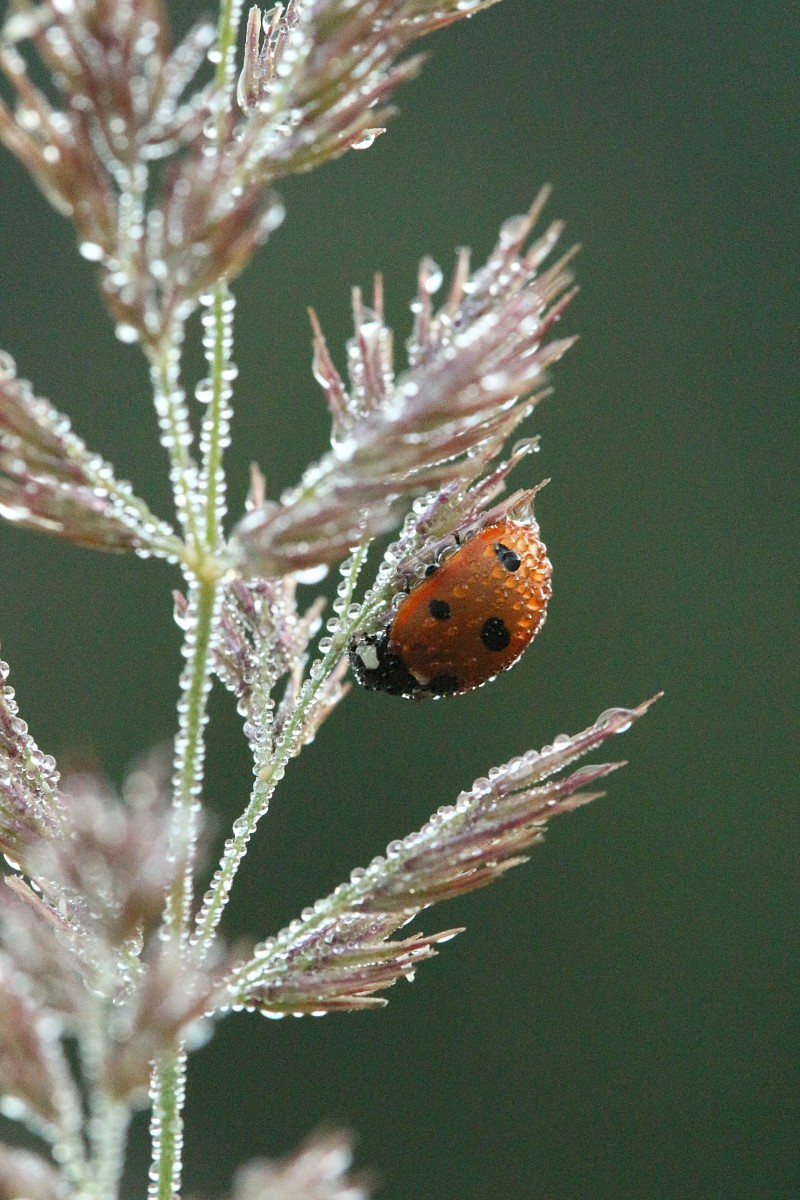 Biedronka siedmiokropka
[i]Coccinella septempunctata[/i]
Słowa kluczowe: owad,chrząszcz,czerwony