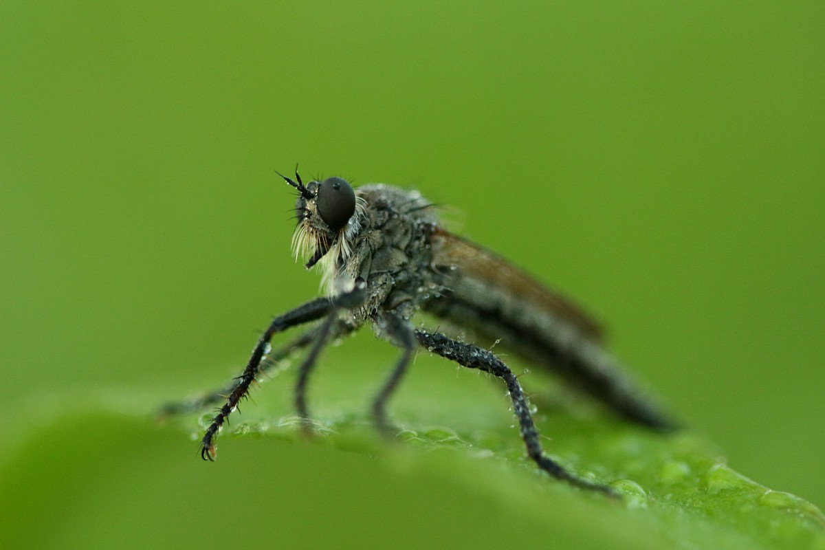 Łowiec czarniawy
[i]Machimus atricapillus[/i]
Słowa kluczowe: owad,zielony