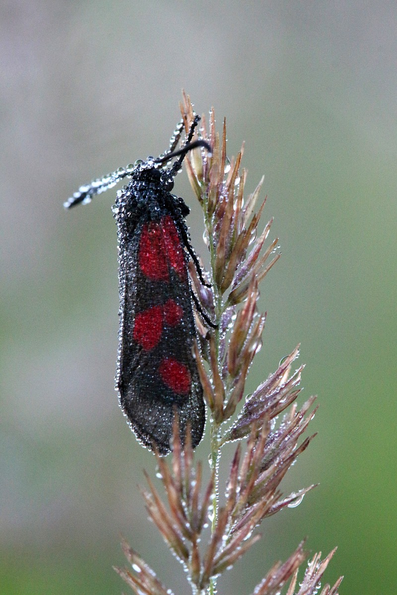 Kraśnik pięcioplamek
[i]Zygaena trifolii[/i]
Słowa kluczowe: owad,motyl,czerwony