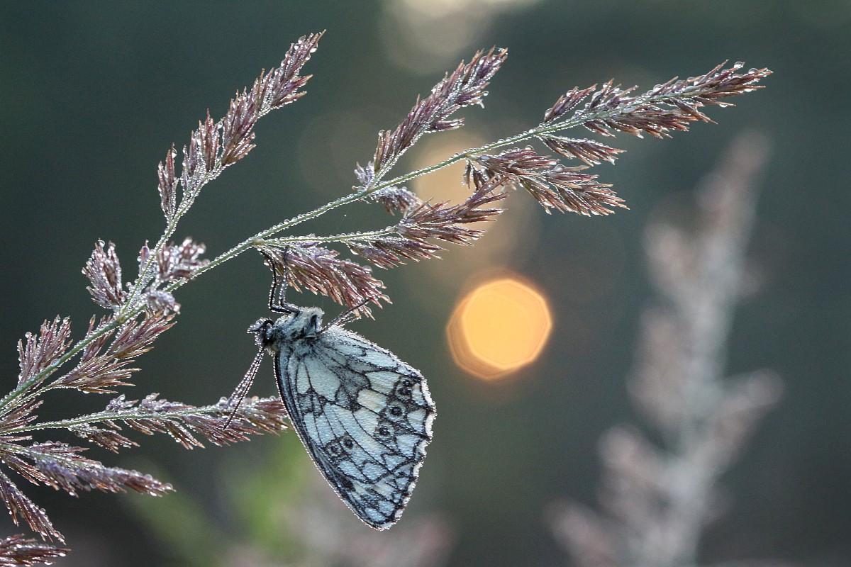 Polowiec szachownica
[i]Melanargia galathea[/i]
Słowa kluczowe: owad,motyl,szary