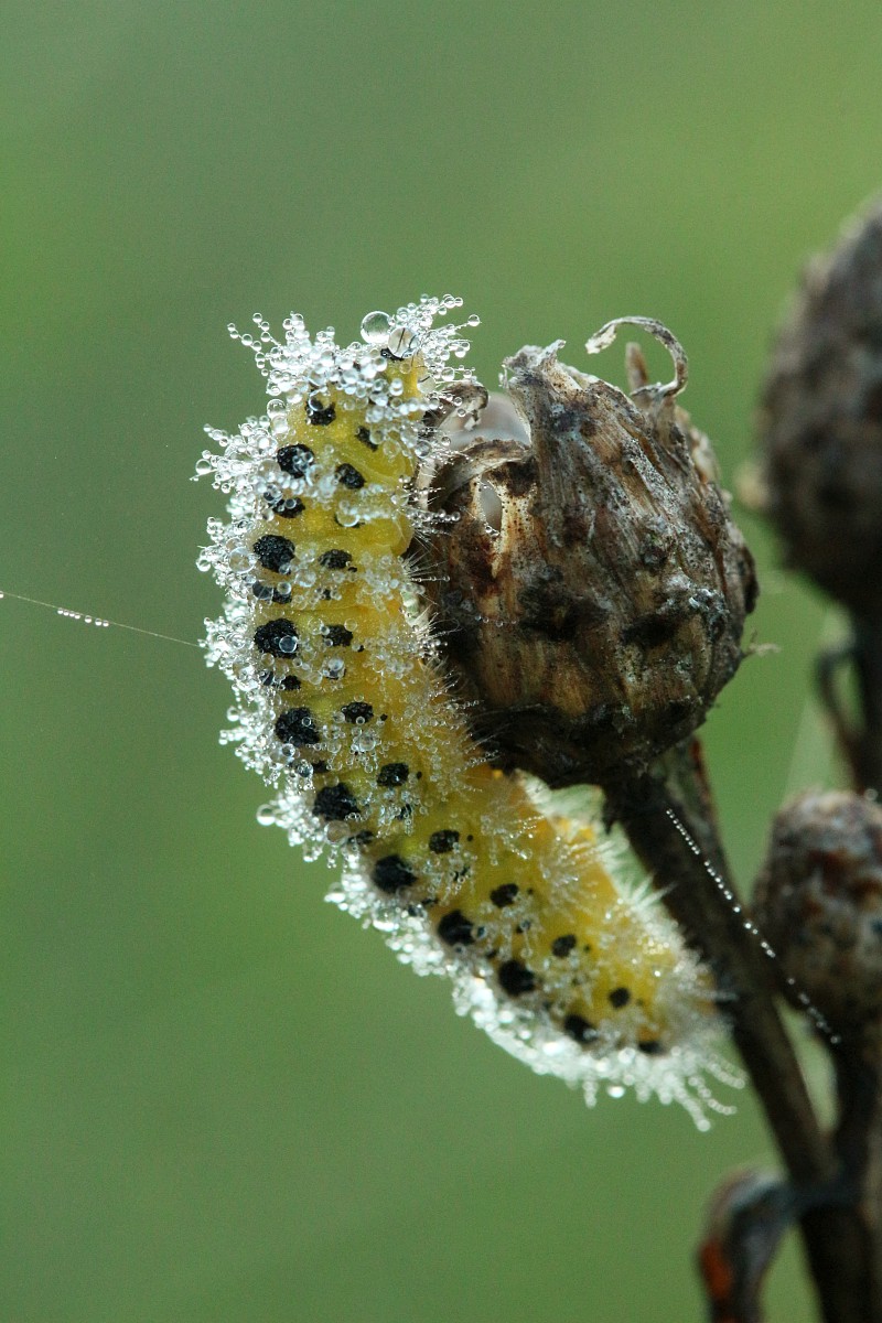 Kraśnik, gąsienica
[i]Zygaena sp.[/i]
Słowa kluczowe: owad,motyl,żółty