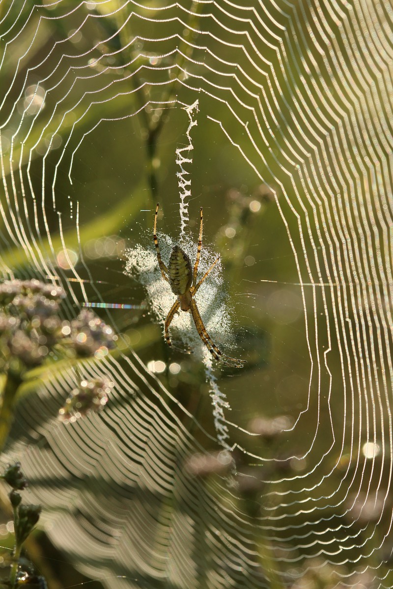 Tygrzyk paskowany
[i]Argiope bruennichi[/i]
Słowa kluczowe: pająk,żółty