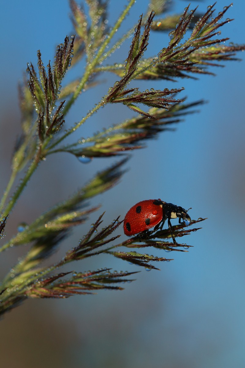 Biedronka siedmiokropka
[i]Coccinella septempunctata[/i]
Słowa kluczowe: owad,chrząszcz,czerwony