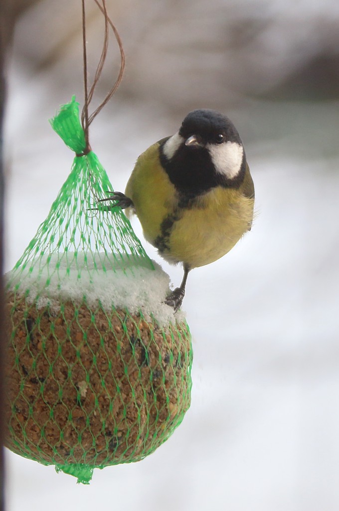 Sikora bogatka
[i]Parus major[/i]
Słowa kluczowe: ptak