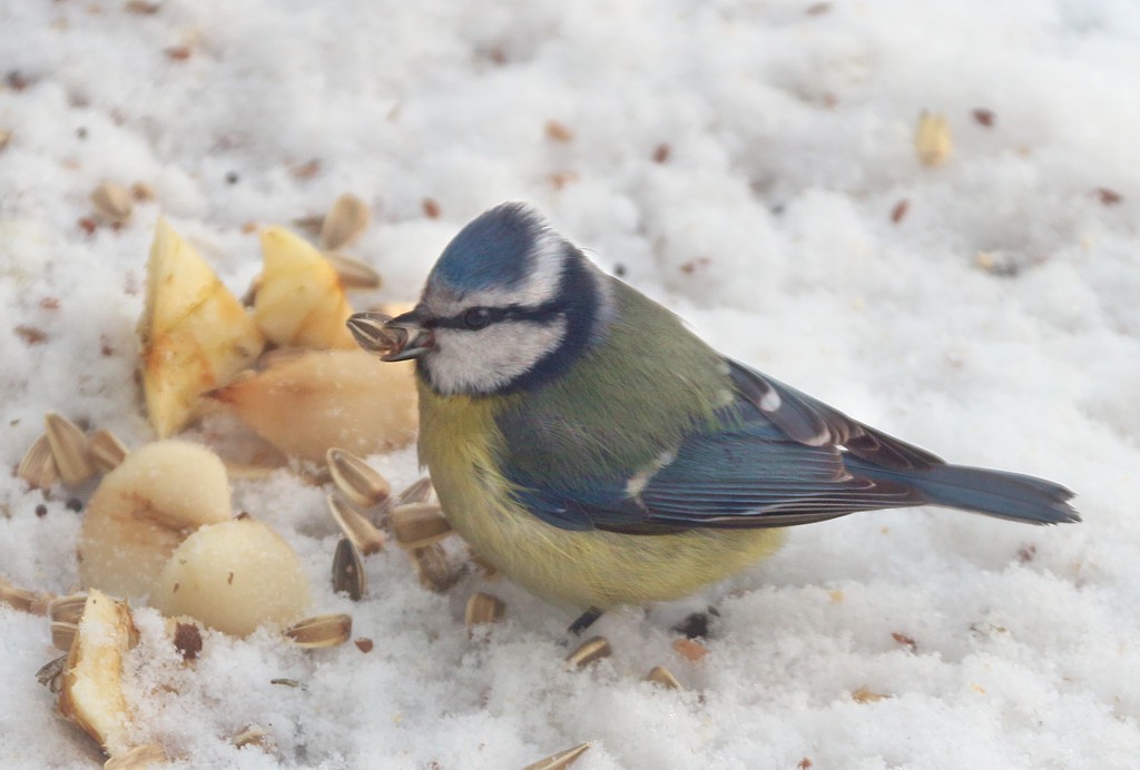 Sikora modra
[i]Cyanistes caeruleus[/i]
Słowa kluczowe: ptak