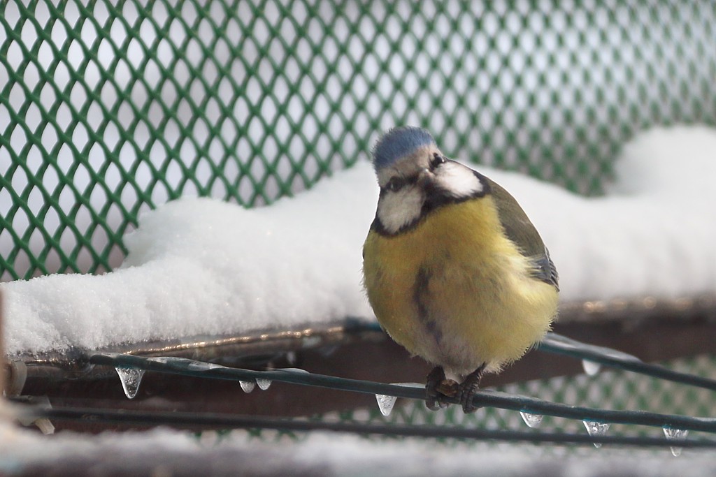 Sikora modra
[i]Cyanistes caeruleus[/i]
Słowa kluczowe: ptak