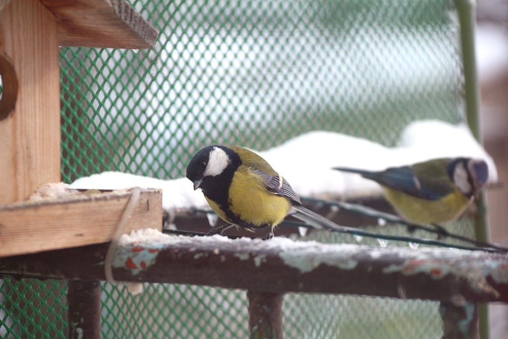 Sikora bogatka
[i]Parus major[/i]
Słowa kluczowe: ptak