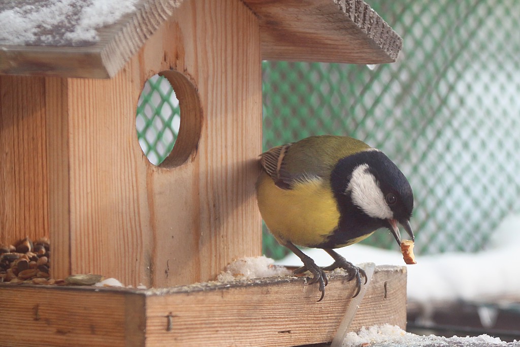 Sikora bogatka
[i]Parus major[/i]
Słowa kluczowe: ptak