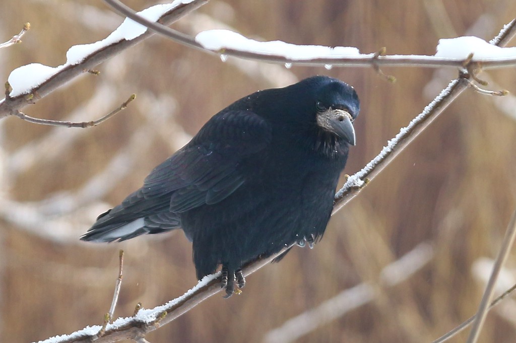 Gawron
[i]Corvus frugilegus[/i]
Słowa kluczowe: ptak