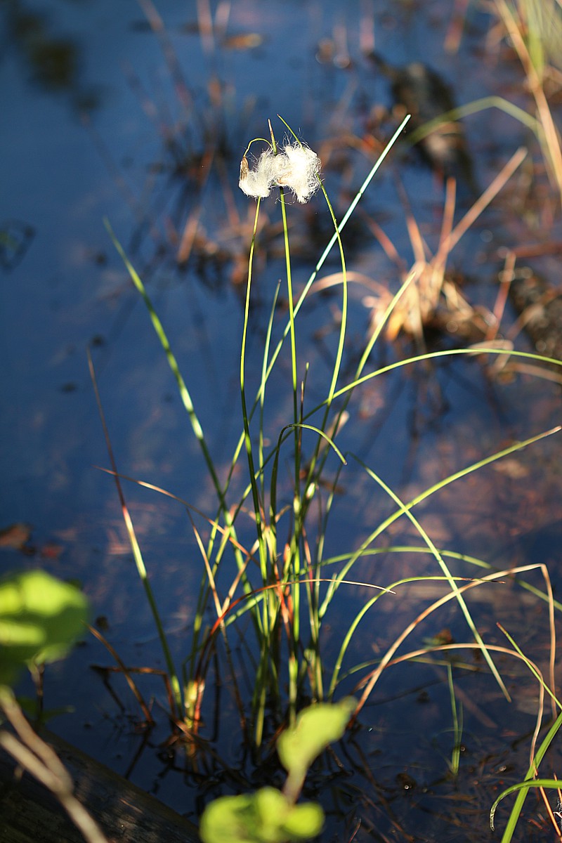 Wełnianka
[i]Eriophorum sp.[/i]
Rezerwat Przyrody Dolina Żabnika, Jaworzno
