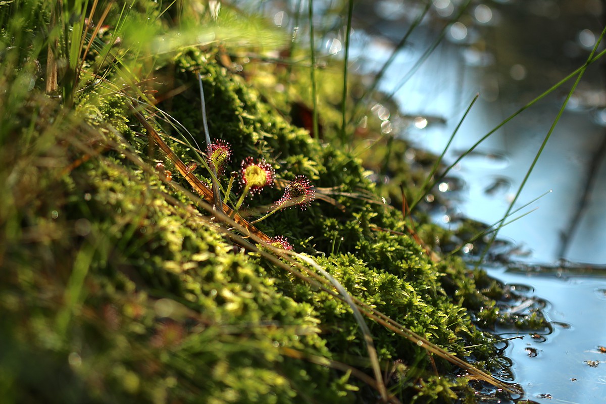 [i]Drosera sp.[/i]
Rezerwat Przyrody Dolina Żabnika, Jaworzno
Słowa kluczowe: zielony,woda,niebieski