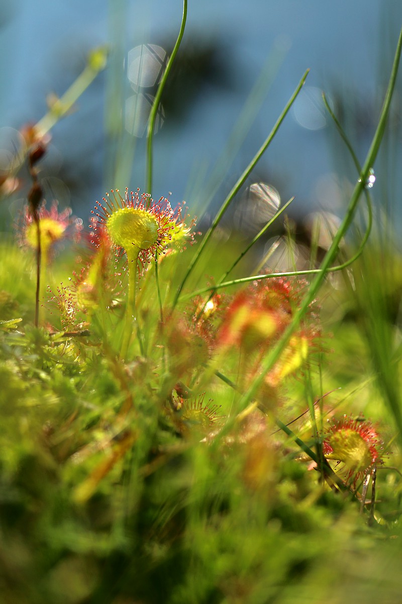 Rosiczka
[i]Drosera sp.[/i]
Rezerwat Przyrody Dolina Żabnika, Jaworzno
Słowa kluczowe: zielony,woda,niebieski,rosa