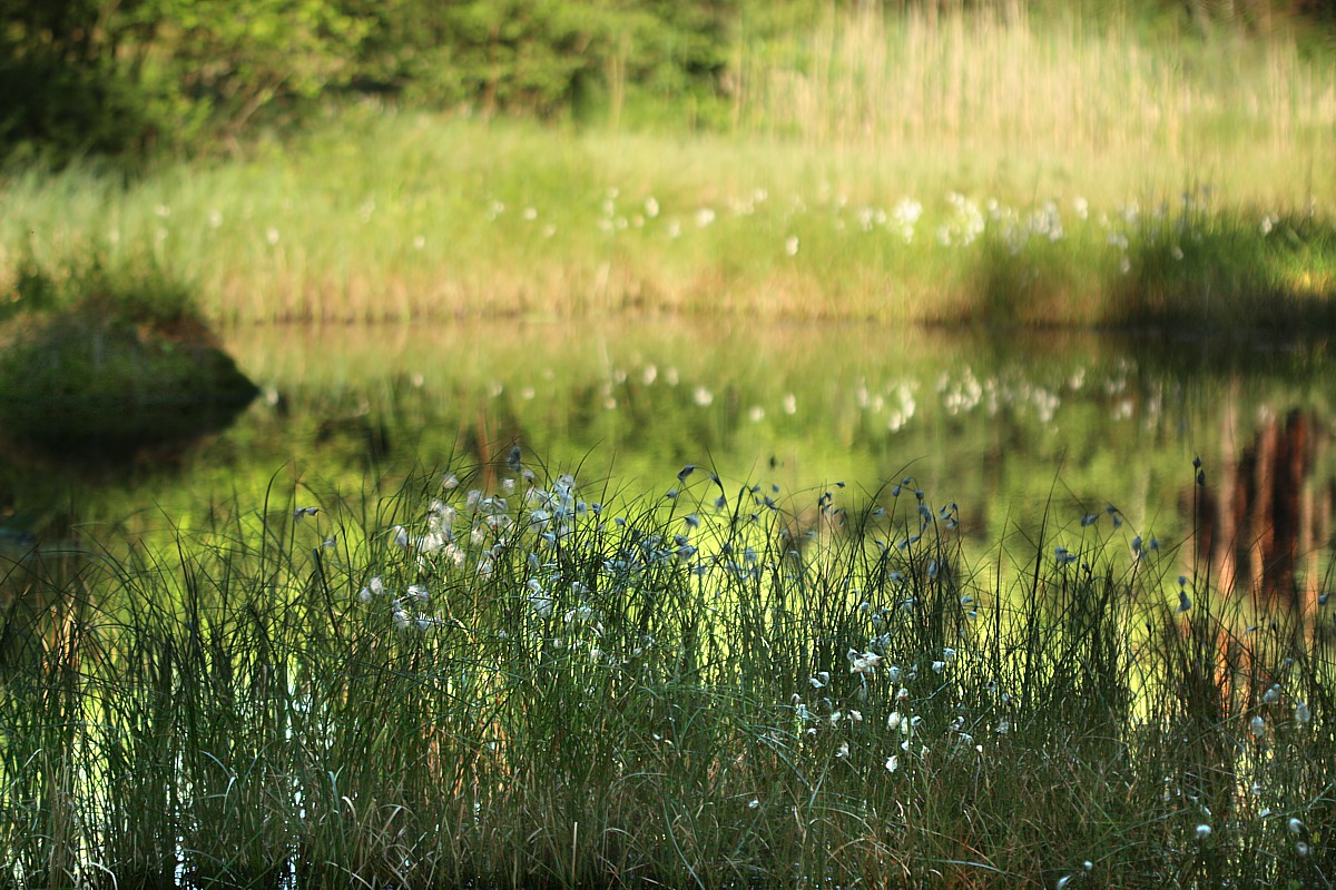 Staw pełen wełnianki
[i]Eriophorum sp.[/i]
Rezerwat Przyrody Dolina Żabnika, Jaworzno
Słowa kluczowe: woda,zielony