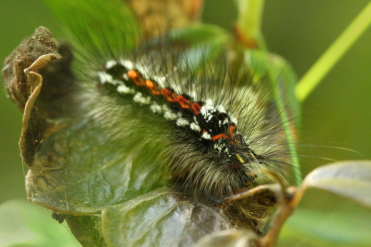 Kuprówka złotnica, gąsienica
Słowa kluczowe: owad,motyl