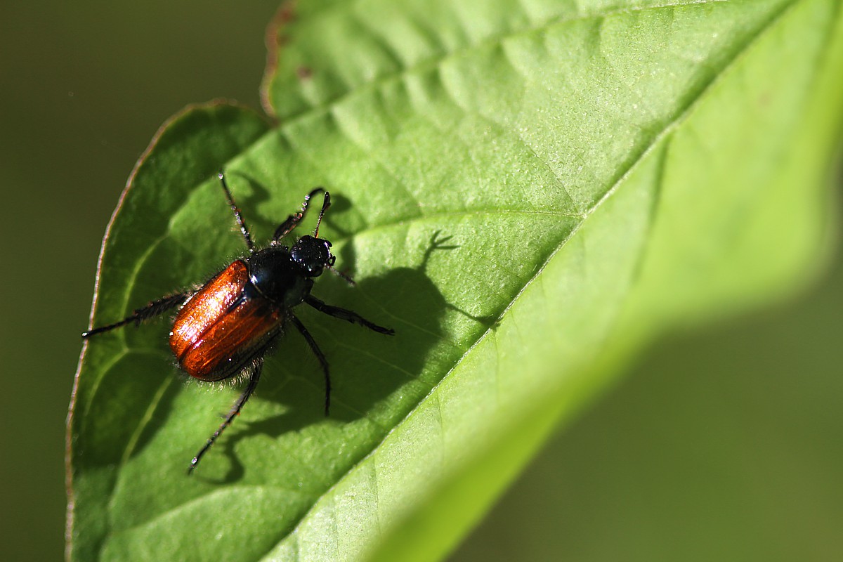 Ogrodnica niszczylistka
[i]Phyllopertha horticola[/i]
Słowa kluczowe: owad,chrząszcz