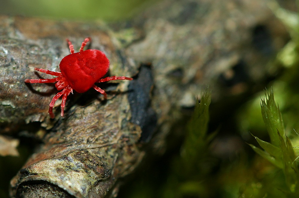 Roztocz: aksamitka, w biotopie leśnym
[i]Trombidium holosericeum[/i]
Słowa kluczowe: pająk,czerwony