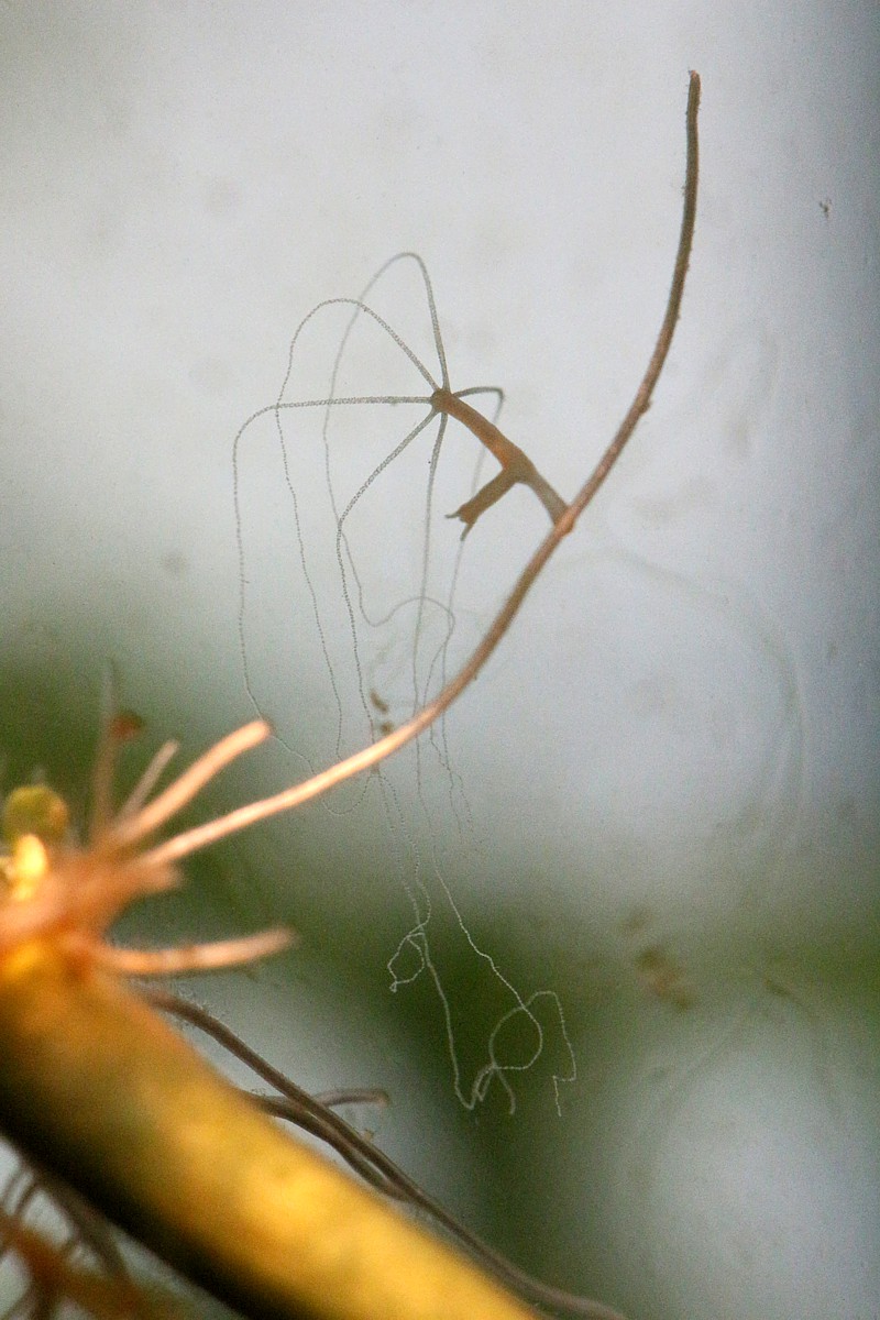 Stułbia szara
Hydra oligactis

