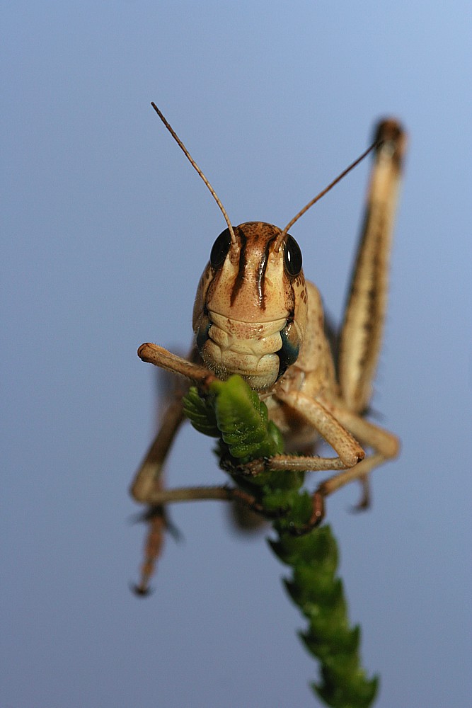 Szarańcza
Słowa kluczowe: owad,szarańczak