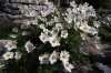 Goc_149_Dryas_octopetala.jpg