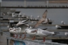 Nazwa pliku=KamPom18_041_Chroicocephalus_ridibundus.jpg
Wielkość pliku=176KiB
Rozmiar=1500x1000
Data dodania= 27, Październik 2024 KamPom18_041_Chroicocephalus_ridibundus.jpg
