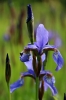 Nazwa pliku=Mutt_023s_Iris_sibirica.jpg
Wielkość pliku=171KiB
Rozmiar=800x1200
Data dodania= 13, Czerwiec 2020 Mutt_023s_Iris_sibirica.jpg