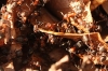 Och_054_Formica_rufa.jpg