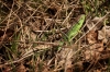 Och_161_Lacerta_agilis_m.jpg
