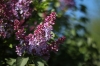Osw_169_Syringa_vulgaris.jpg