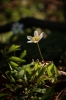 Pol_044_Anemone_nemorosa.jpg