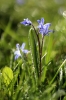 TrChall_029s_Scilla.jpg