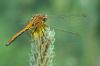 goo 054 Sympetrum flaveolum f.jpg