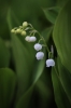 kon_010_Convalaria_majalis.jpg